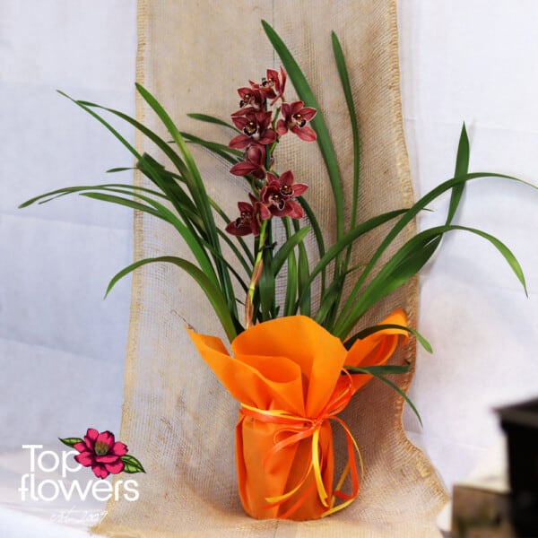 Орхидея Цимбидиум (orchidaceae cymbidium)