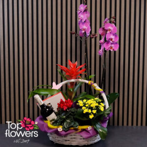 Plant and Surprise Mix | Basket