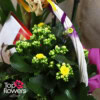 Plant and Surprise Mix | Basket - Image 9