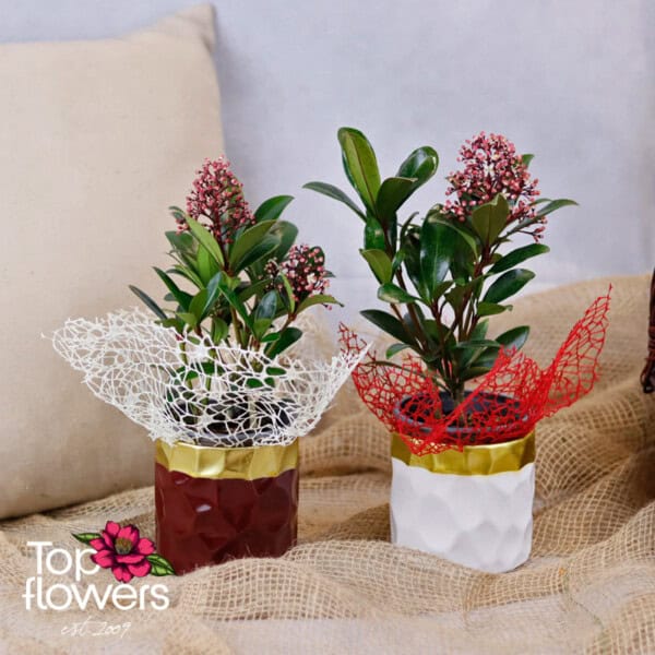 Скимия (skimmia)