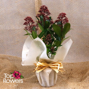 Скимия в саксия – японски люляк от Top-Flowers