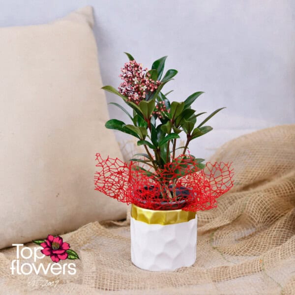 Скимия (skimmia)