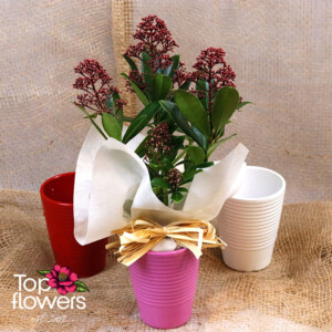 Скимия (skimmia) | Япоснки люляк