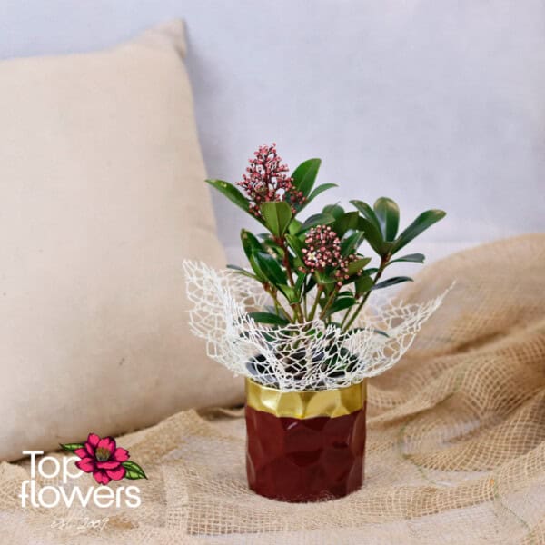 Скимия (skimmia)