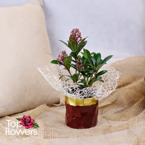 Скимия (skimmia)