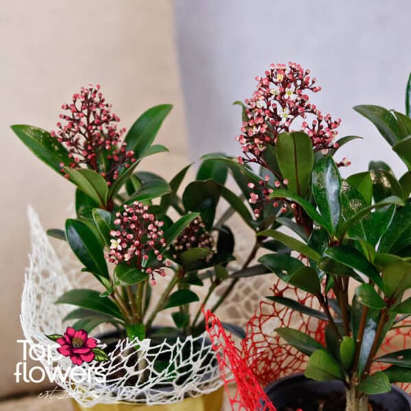 Скимия (skimmia)