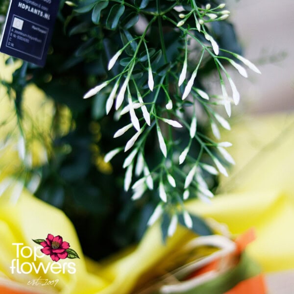 Жасмин (jasminum polyanthum)