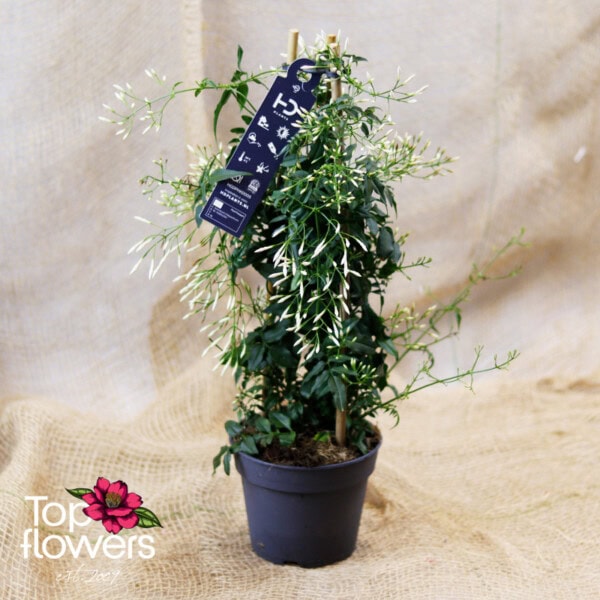 Жасмин (jasminum polyanthum)