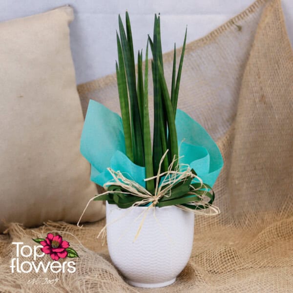 Sansevieria | Stuckyi - Image 2