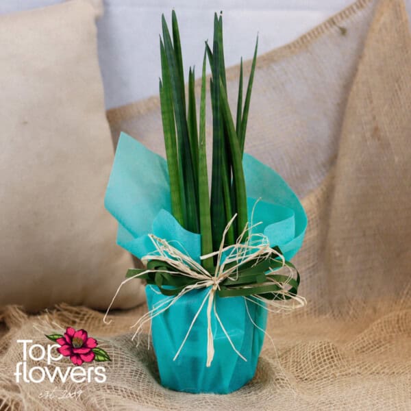 Sansevieria | Stuckyi - Image 3