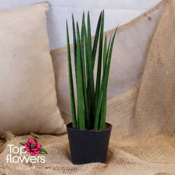 Sansevieria | Stuckyi