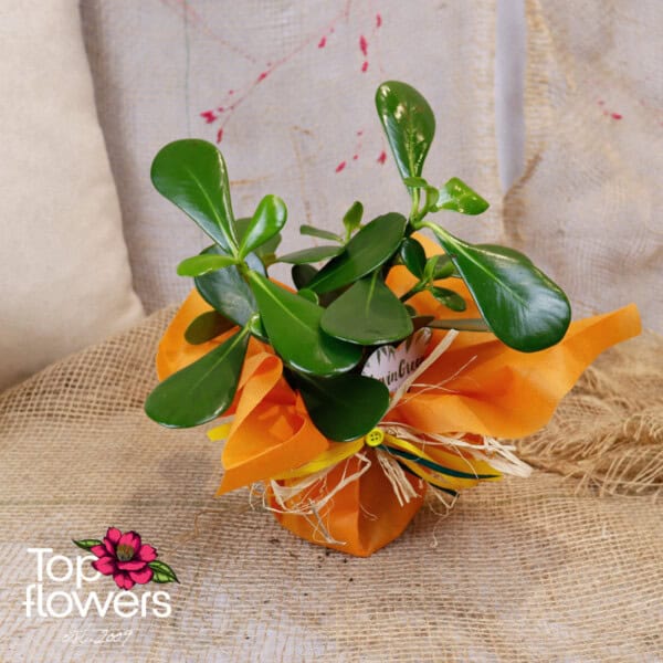 Autograph Tree (Clusia rosea) - Image 3