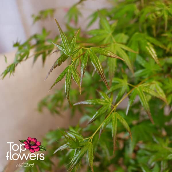 Bonsai | Japanese Maple (Acer) XL