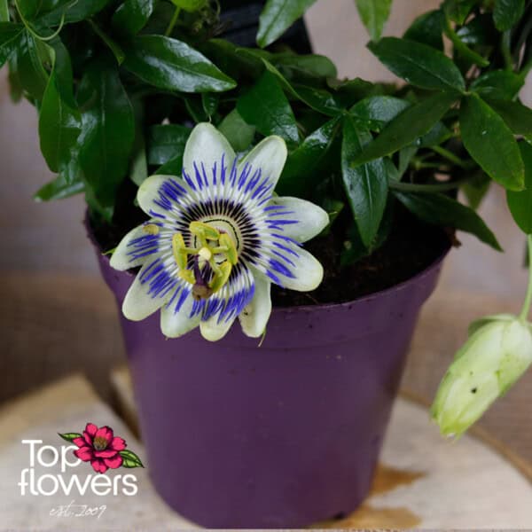 Passiflora (Passiflora caerulea) - Image 6