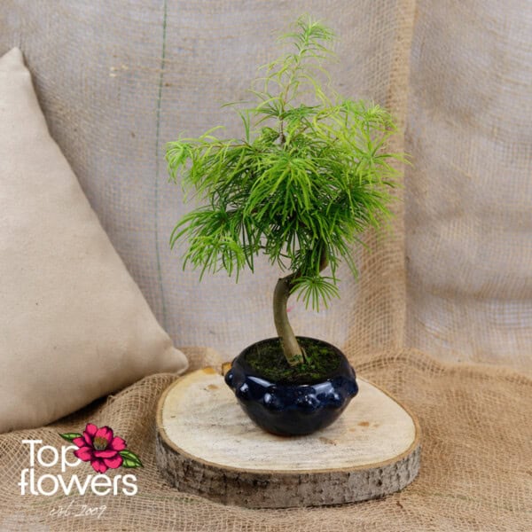 Bonsai | Golden larch (Pseudolarix amabilis) - Image 3