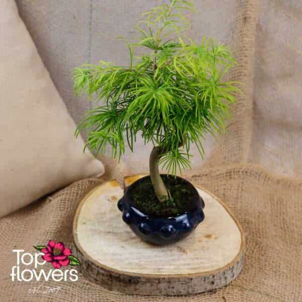 Bonsai | Golden larch (Pseudolarix amabilis) - Image 2