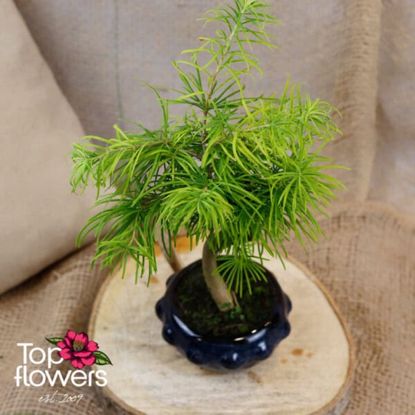 Bonsai | Golden larch (Pseudolarix amabilis) - Image 4