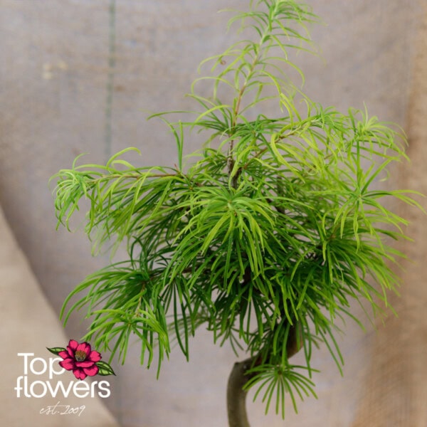 Bonsai | Golden larch (Pseudolarix amabilis) - Image 5