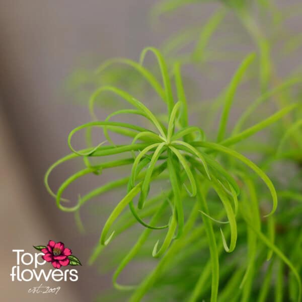 Bonsai | Golden larch (Pseudolarix amabilis) - Image 6