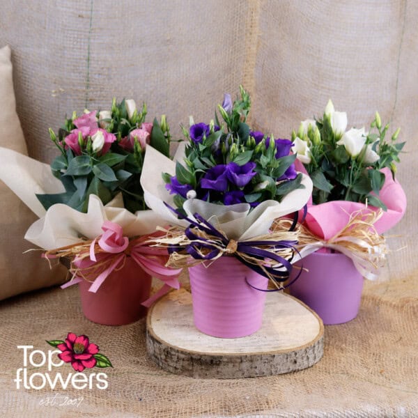 Еустома (Eustoma)