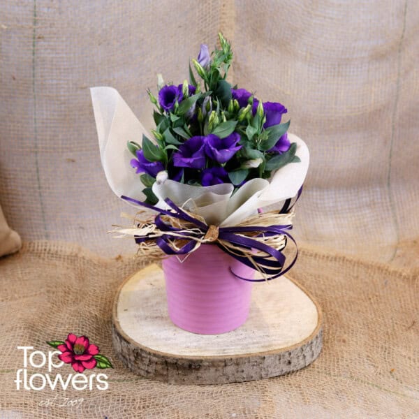 Еустома (Eustoma)