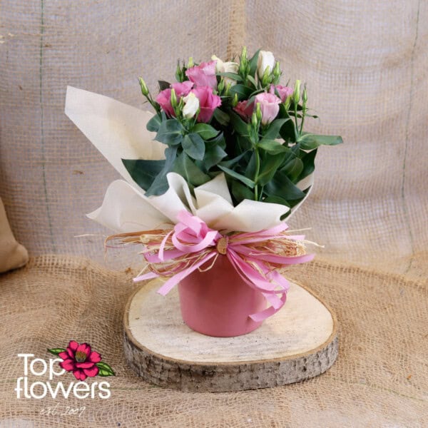 Еустома (Eustoma)