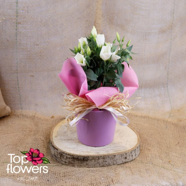 Еустома (Eustoma)