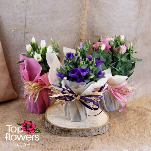 Еустома (Eustoma)