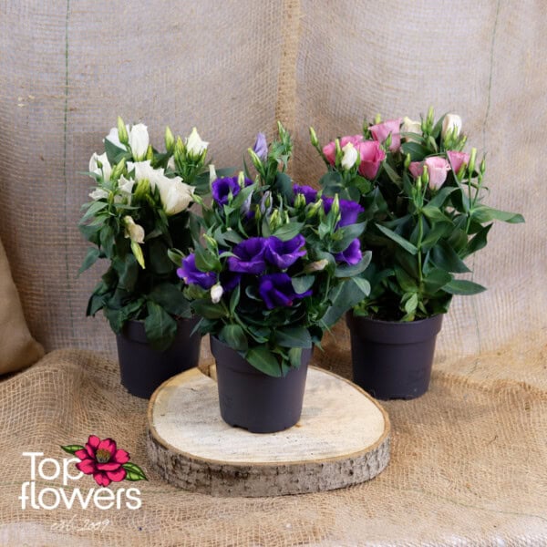 Еустома (Eustoma)