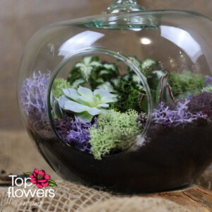 Detail of succulents and Scandinavian moss in green and purple - flower delivery