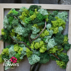 Living Picture | Echo of the Forest Detail of a living moss art piece - natural green decoration