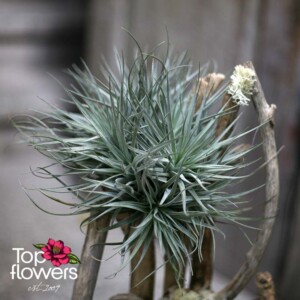 Art Installation | Echo of the Forest Art Installation | Echo of the Forest