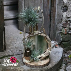 Art installation “Echo of the Forest” – mirror with Tillandsia and wood