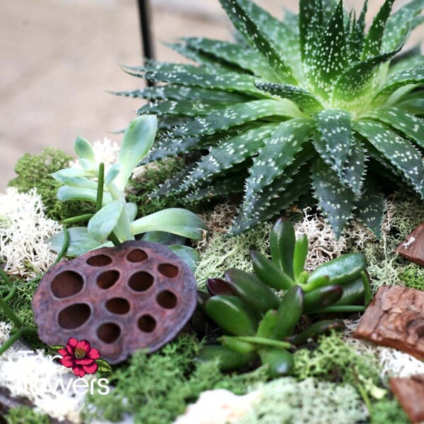 Mix of decorative plants arranged on natural bark