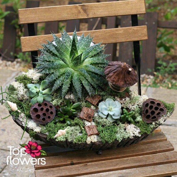 Mini garden with aloe, succulents, and moss – handcrafted decoration