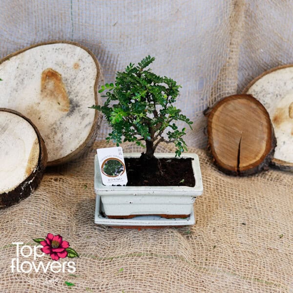 Bonsai | Zanthoxylum (Zanthoxylum piperitum) - Image 2