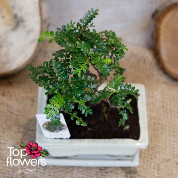 Bonsai | Zanthoxylum (Zanthoxylum piperitum) - Image 3
