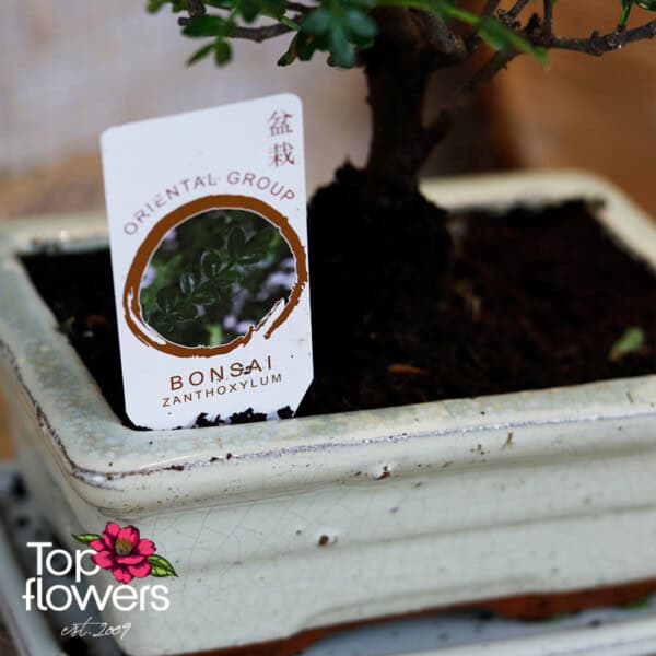 Bonsai | Zanthoxylum (Zanthoxylum piperitum) - Image 4