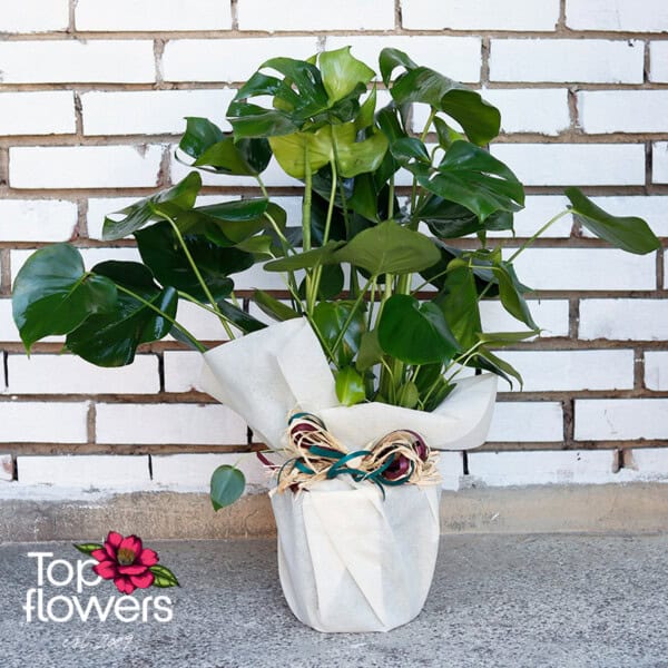 Large Monstera (Monstera deliciosa) - Image 6