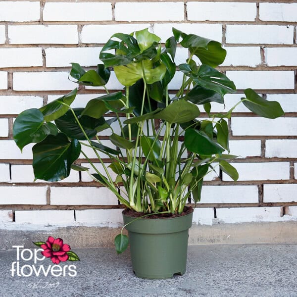 Large Monstera (Monstera deliciosa) - Image 8