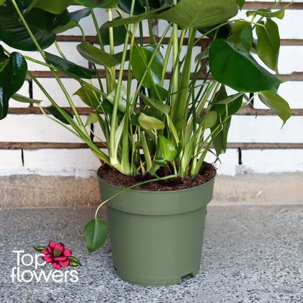 Large Monstera (Monstera deliciosa) - Image 3