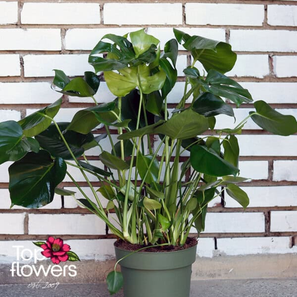 Large Monstera (Monstera deliciosa) - Image 5