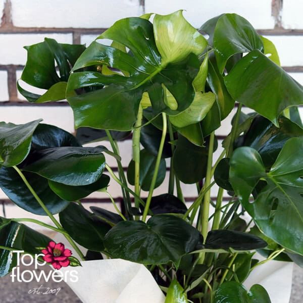 Large Monstera (Monstera deliciosa) - Image 7