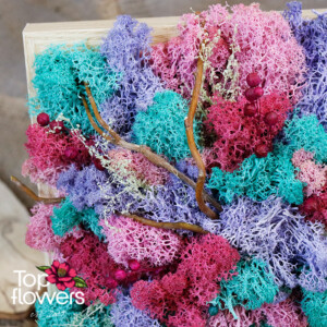 Жива картина | Дърво от приказките Жива картина | Дърво от приказките