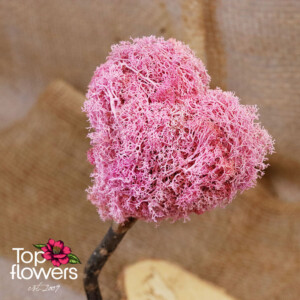 Арт инсталация | Елхичка „Горски Полъх“ Керамична кашпа със скандинавски мъх – нежен декор и цветя