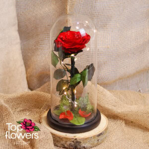Eternal Red Rose in a Glass Dome Eternal Red Rose in a Glass Dome