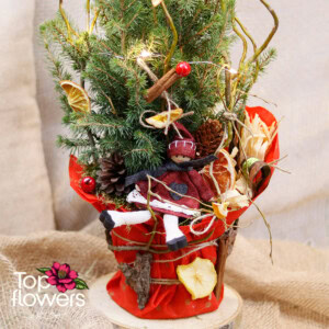 Picea Conica | Picea glauca Conica (Spruce) Picea Conica | Picea glauca Conica (Spruce)