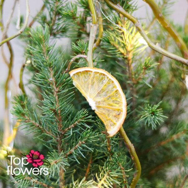 Пицея Коника | picea glauca conica (Смърч)