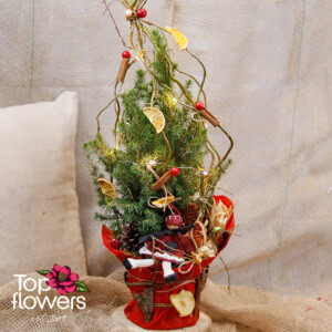 Picea Conica | Picea glauca Conica (Spruce) Picea Conica | Picea glauca Conica (Spruce)