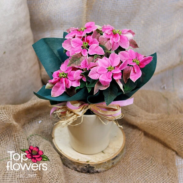 Christmas star (Poinsettia) | Pink